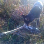 Ella and her moose leg