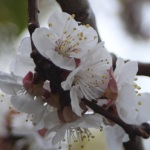 29060BC2-4279-44E3-BB6C-16342BF5D3D2_1_105_c